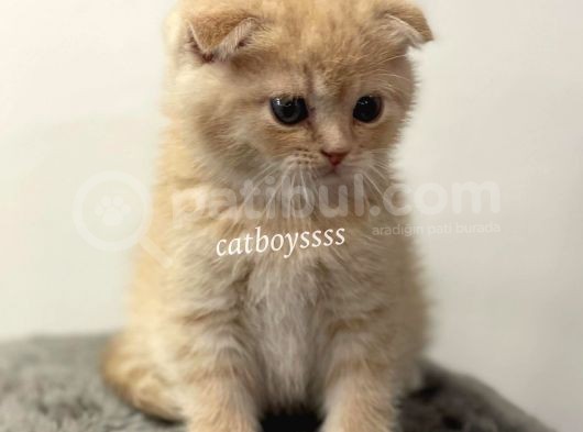 Cream Scottish Fold Erkek Yavrumuz görsel