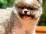 Irk Ve Sağlık Garantili Pomeranian Boo Yavrularımız
