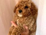 Toy Poodle Red Poodle Apricot Poodle