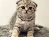 Silver Tabby Scottish Fold Dişi Yavrumuz