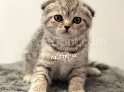 Silver Tabby Scottish Fold Dişi Yavrumuz