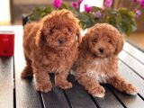 Toy Poodle Yavrularim
