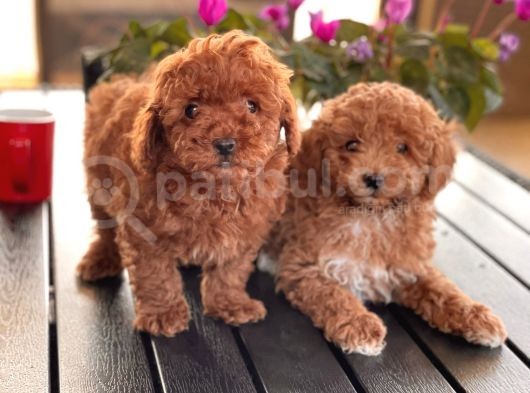 Toy Poodle Yavrularim görsel