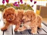 Poodle Toy Yavrularim