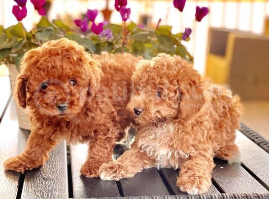Poodle Toy Yavrularim görsel