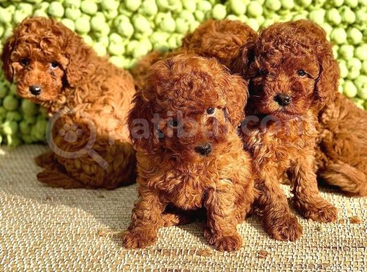 Toy Poodle Her Renk Yavrular görsel