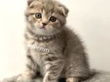 Blue Tabby Scottish Fold Dişi Yavrumuz
