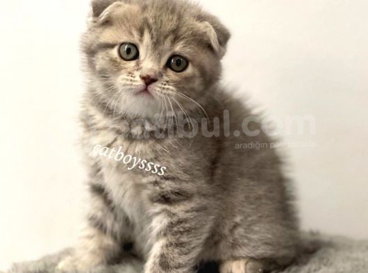Blue Tabby Scottish Fold Dişi Yavrumuz