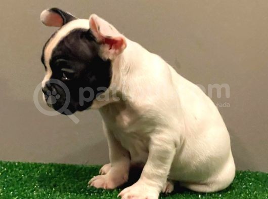 Muhteşem Maskeli French Bulldog Dişi Yavrumuz görsel