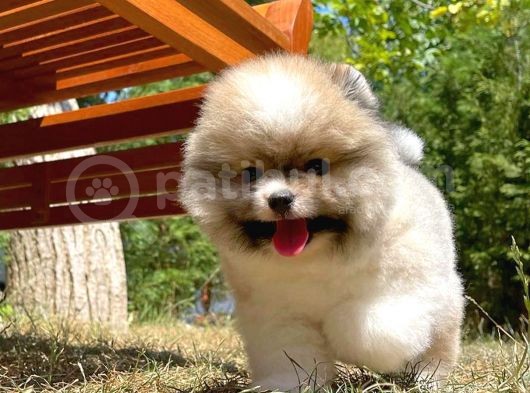Irk Ve Sağlık Garantili Pomeranian Boo Yavrularımız görsel