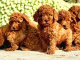 Toy Poodle Her Renk Yavrular