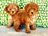 Yavru Toy Poodle Çeşi̇tleri̇