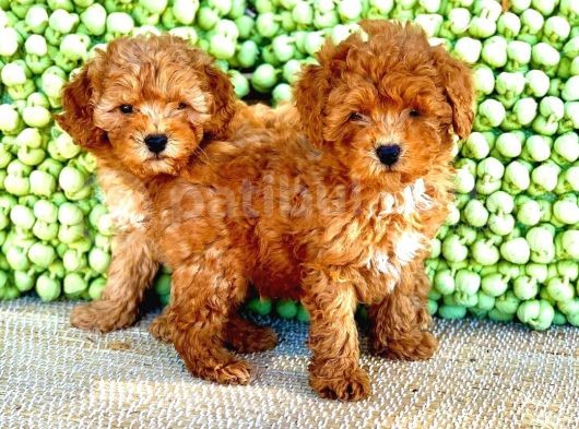 Yavru Toy Poodle Çeşi̇tleri̇ görsel