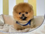 Ayıcık Surat Sevimli Boo Pomeranian Yavrular