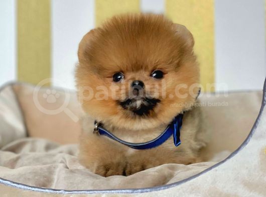Ayıcık Surat Sevimli Boo Pomeranian Yavrular görsel