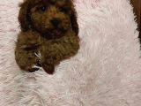Poodle Toy Yavrularim