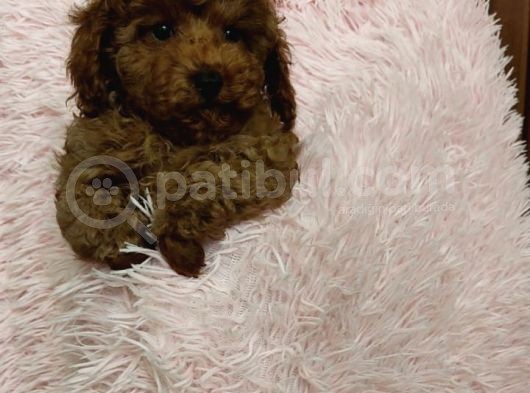Poodle Toy Yavrularim görsel