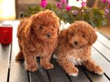 Toy Poodle Yavrularim