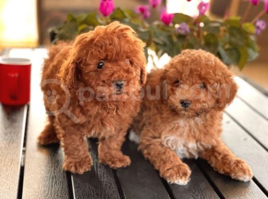 Toy Poodle Yavrularim görsel