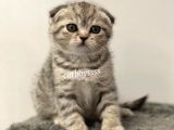 Silver Tabby Scottish Fold Dişi Yavrumuz