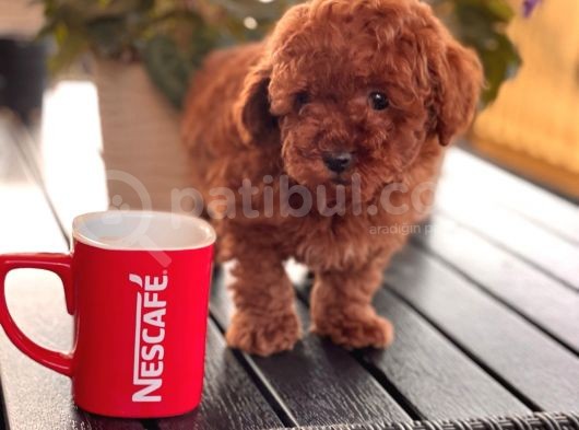 Red - Apri̇cot Toy Poodle Yavrulari görsel