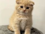Cream Scottish Fold Erkek Yavrumuz
