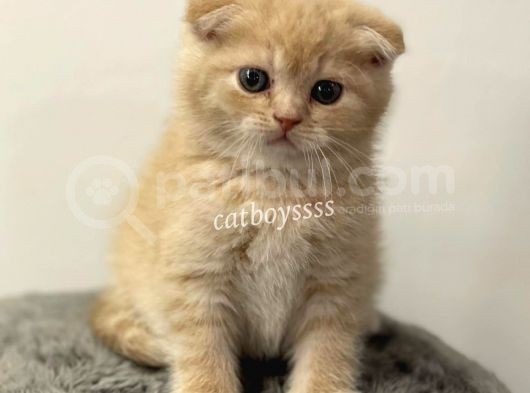 Cream Scottish Fold Erkek Yavrumuz