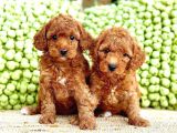 Yavru Toy Poodle Çeşi̇tleri̇
