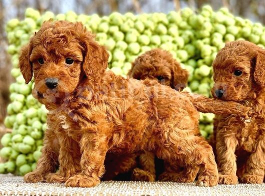 Yavru Toy Poodle Çeşi̇tleri̇
