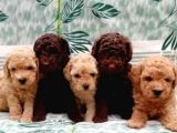 Red Brown / Toy Poodle / Erkek