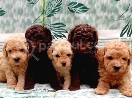 Red Brown / Toy Poodle / Erkek görsel