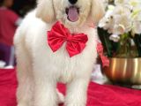 Dev Poodle Yavrularimiz