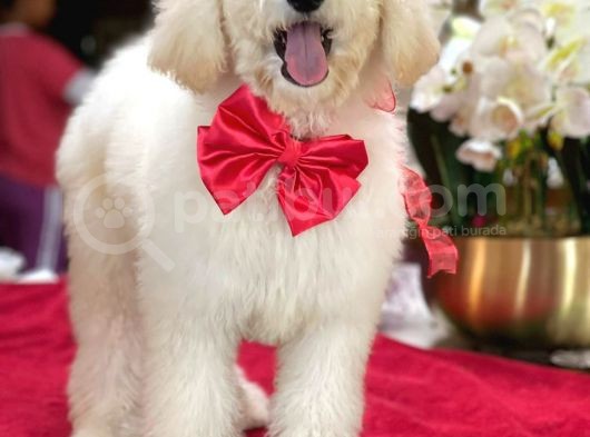 Dev Poodle Yavrularimiz görsel