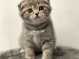 Blue Tabby Scottish Fold Dişi Yavrumuz