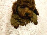 Poodle Toy Yavrularim
