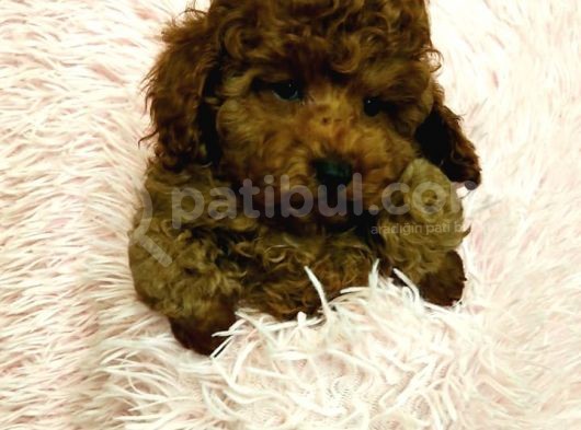 Poodle Toy Yavrularim görsel