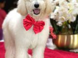 Dev Poodle Yavrularimiz