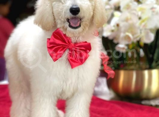 Dev Poodle Yavrularimiz