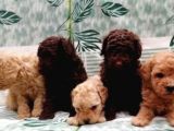 Red Brown / Toy Poodle / Erkek