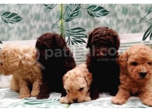 Red Brown / Toy Poodle / Erkek görsel