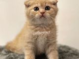 Cream Scottish Fold Erkek Yavrumuz