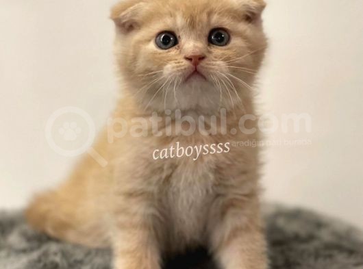 Cream Scottish Fold Erkek Yavrumuz görsel