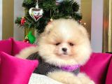 Ayı Surat Krem Beyaz Sevimli Boo Pomeranian