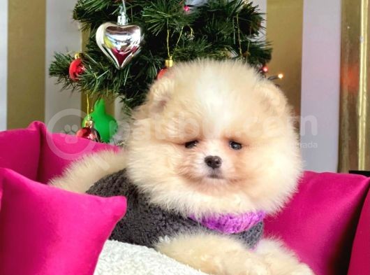 Ayı Surat Krem Beyaz Sevimli Boo Pomeranian