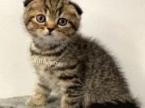 Black Golden Tabby Scottish Fold Erkek Yavrumuz