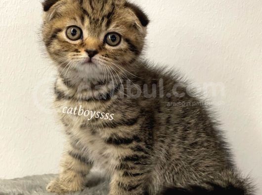 Black Golden Tabby Scottish Fold Erkek Yavrumuz görsel