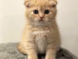 Cream Scottish Fold Erkek Yavrumuz
