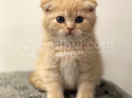 Cream Scottish Fold Erkek Yavrumuz görsel