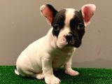 Muhteşem Maskeli French Bulldog Dişi Yavrumuz