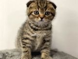 Black Golden Tabby Scottish Fold Erkek Yavrumuz